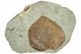 Fossil Leaf (Trochodendroides) - Montana #210984-1